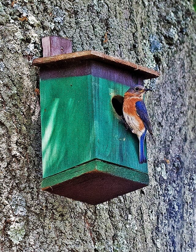Eastern Bluebird (Sialia sialis) at nesting box.jpg by Wandering Mogwai is licensed under Creative Commons Attribution-Share Alike 4.0.